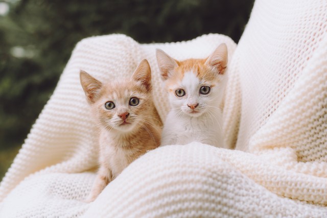 Котята приюта