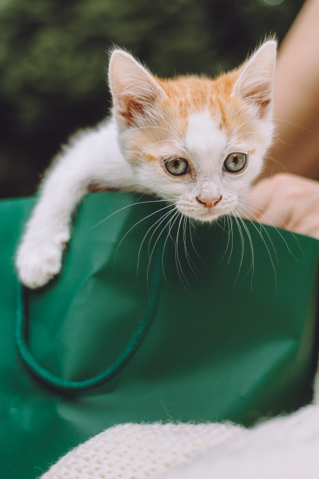 Котята играют вместе