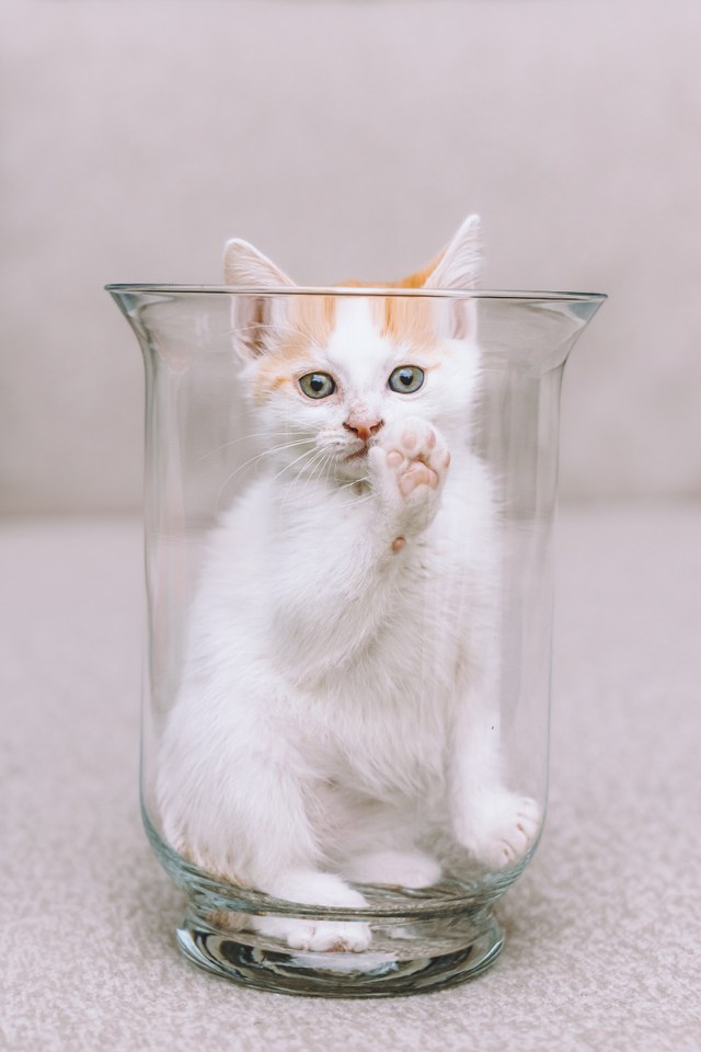 Котята приюта