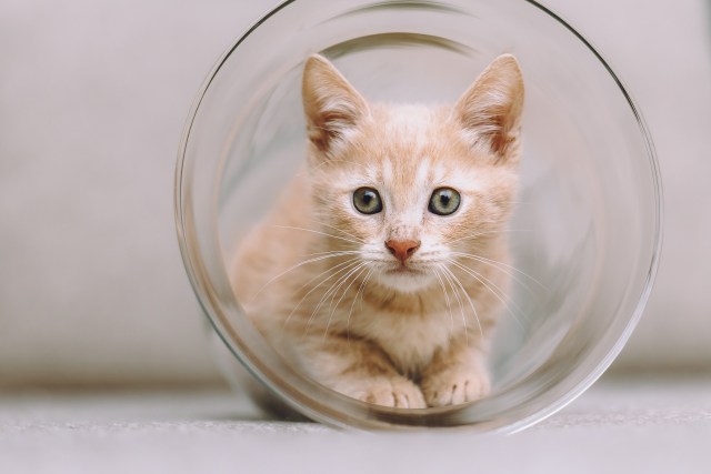 Котята приюта
