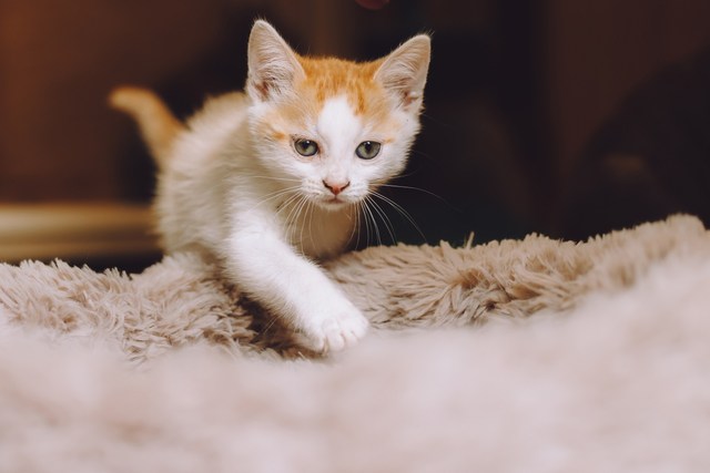 Котята играют вместе