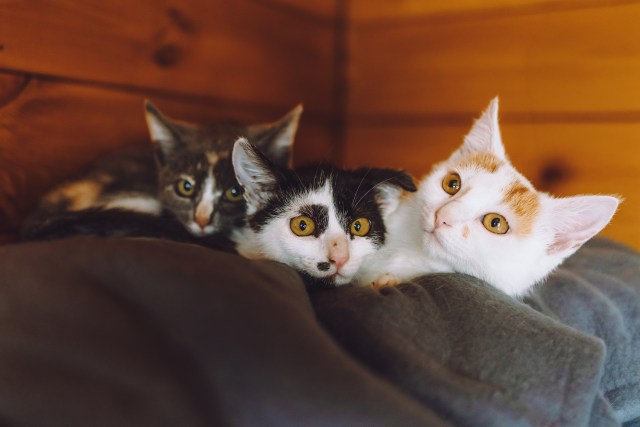 Котята играют вместе
