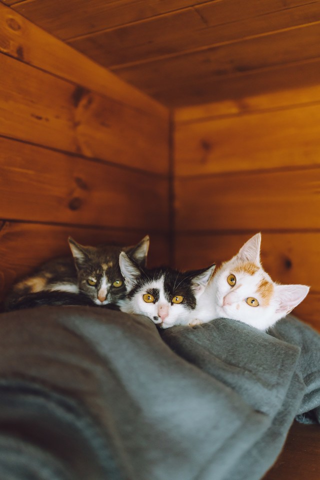 Кошки приюта
