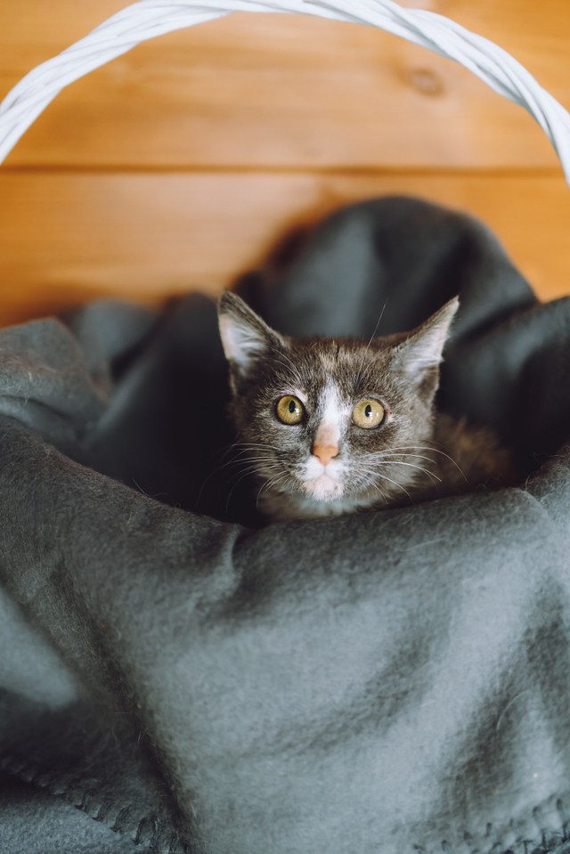 Котята приюта