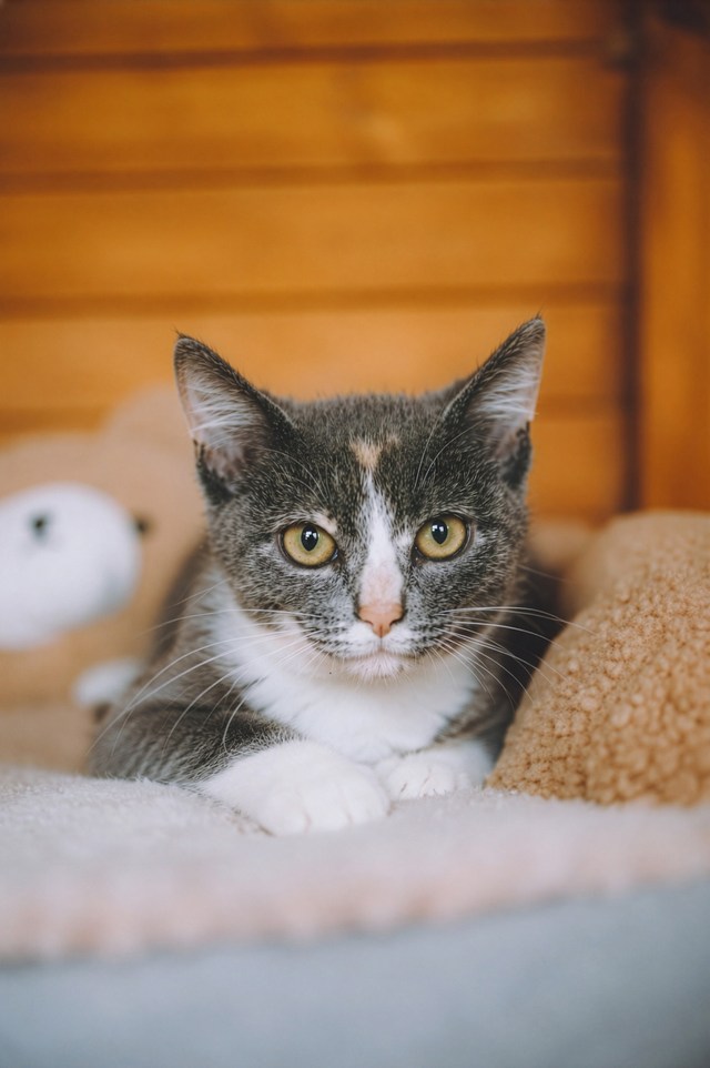 Котята играют вместе