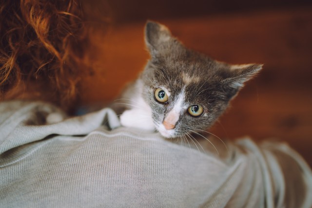 Котята приюта