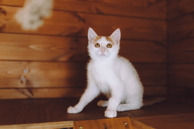 Котята играют вместе