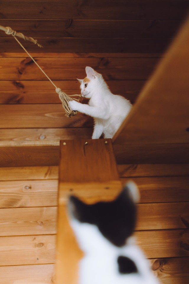 Кошки приюта