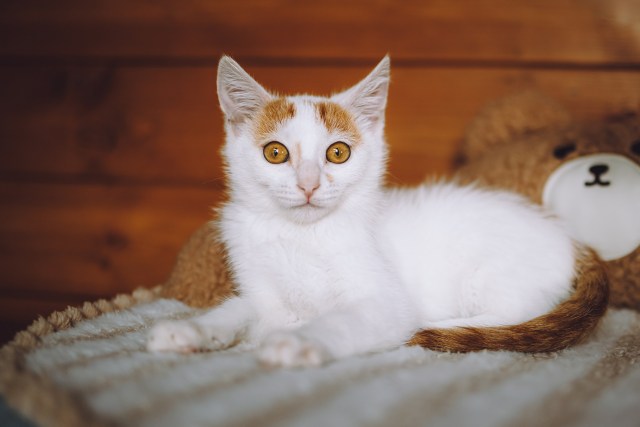 Котята играют вместе