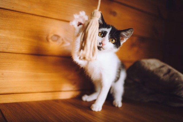 Котята играют вместе