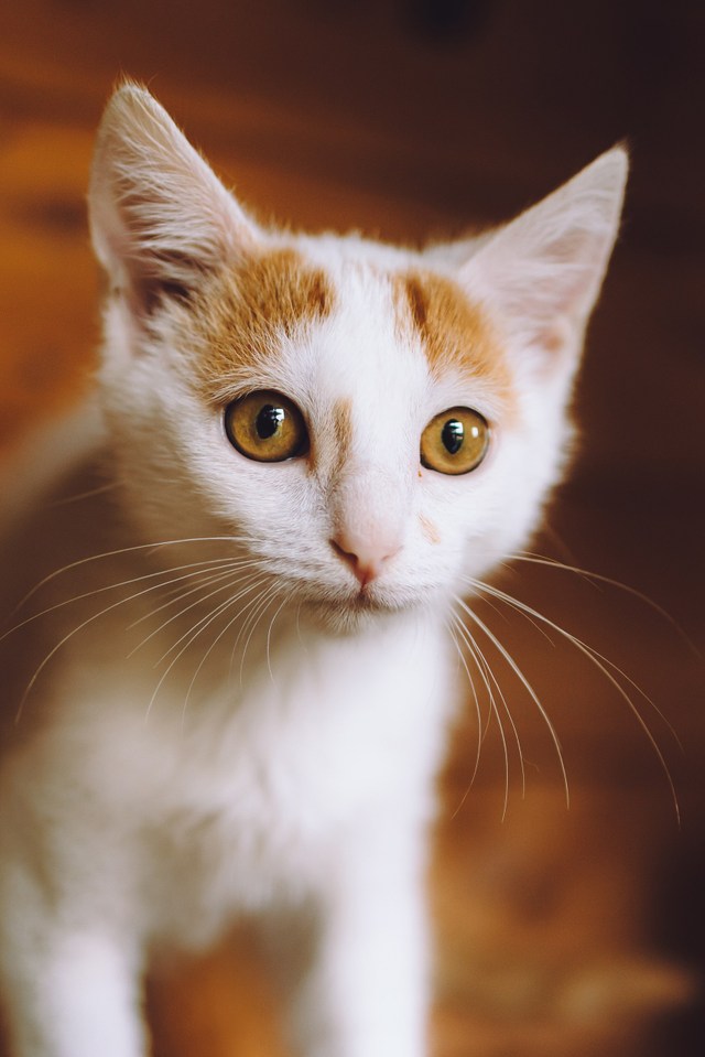Котята приюта
