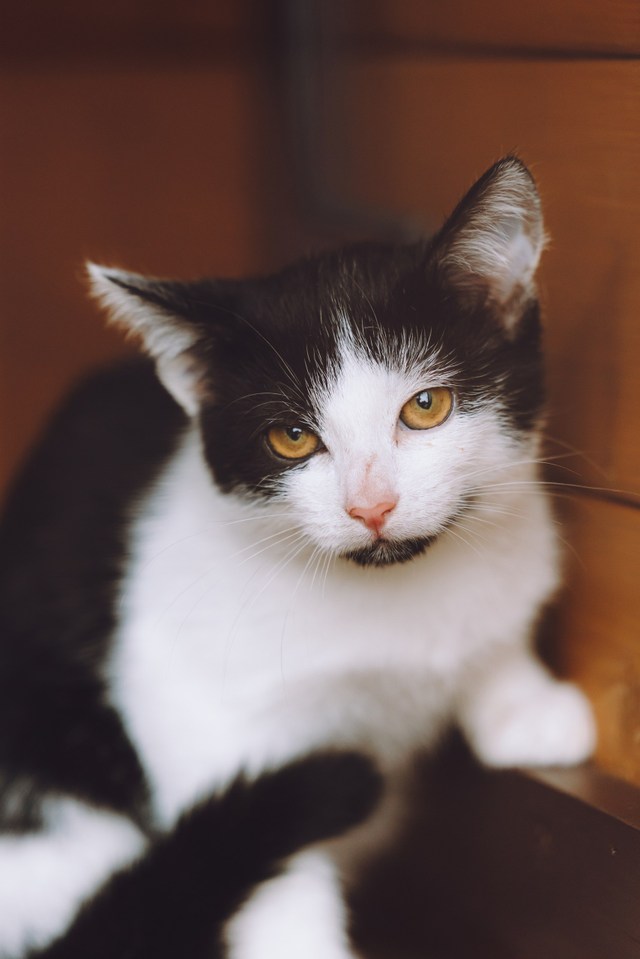 Собаки приюта