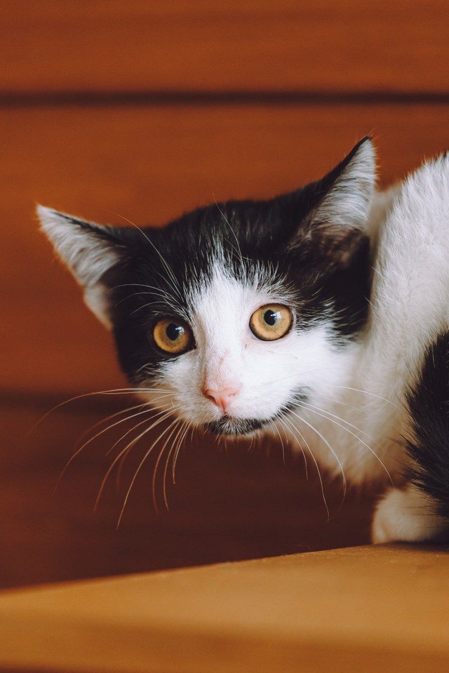 Котята играют вместе