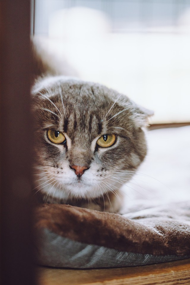 Кошки приюта